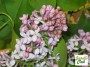 Syringa vulgaris jardiclub